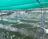THĂM VÙNG NUÔI KHÁCH HÀNG  TẠI BẠC LIÊU 05/2020