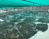 THĂM VÙNG NUÔI KHÁCH HÀNG  TẠI BẠC LIÊU 05/2020