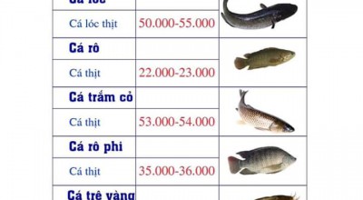 Thông tin giá một số sản phẩm thủy sản khu vực miền bắc