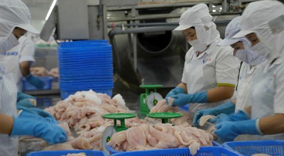 Kiểm soát An toàn thực phẩm tại công đoạn Chế biến cá và các sản phẩm cá bộ Siluriformes xuất khẩu s