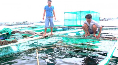 Sử dụng vacxin phòng bệnh mù mắt ở cá bớp